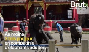 Thaïlande : l'éléphanteau "Dumbo" est mort