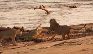 Des jeunes lions viennent donner des coups de pattes à un crocodile... Dangereux