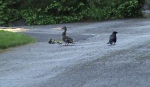 Une maman canard défend férocement ses petits d'un corbeau sournois