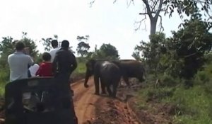 Des touristes pris en chasse par un éléphant vont avoir beaucoup de chance