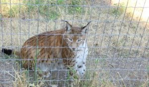 Dreal Lynx CITES : La réglementation CITES au service de la conservation des espèces menacées