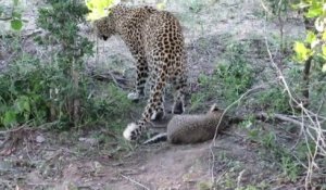 Il filme un moment rare et adorable entre un bébé léopard et sa maman