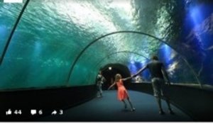 Le plus grand aquarium d'Europe : Nausicaá