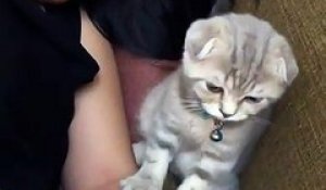 Un chat fait un massage