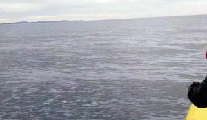 Surgissant de nulle part, cette baleine saute entièrement hors de l'eau !