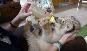 Des Lionceaux Jouent Et Chassent Trop Mignon Sur Orange Videos