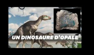 Des fossiles d&#39;opale révèlent une nouvelle espèce de dinosaures