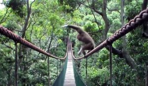 Ce singe Gibbon a une façon bien à lui de prendre ce pont
