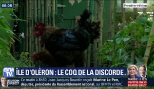 Accusé de trop chanter, le coq Maurice de Saint-Pierre d'Oléron sera jugé début juillet