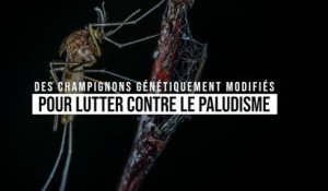 Ce champignon génétiquement modifié tue 99 % des moustiques porteurs du paludisme