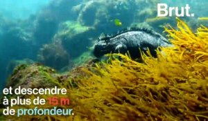 L'iguane marin des Galápagos, le seul lézard de mer au monde