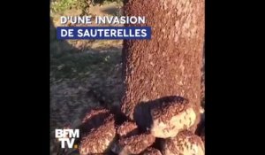 En Sardaigne, 2000 hectares de champs détruits par... des sauterelles