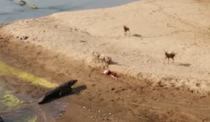 Un énorme crocodile vient voler le repas des hyènes