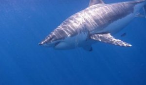 Les grands requins blancs : effrayés par un autre prédateur !