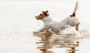 Activité canine : les besoins éthologiques du chien