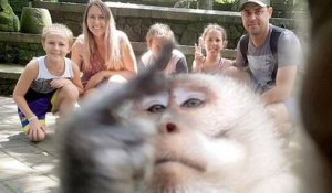 Un singe a attrapé un appareil photo et fait un selfie avec un doigt d'honneur en prime