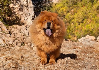 Le Chow Chow Le Chien Lion Sur Orange Videos