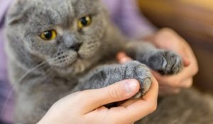 Le dégriffage des chats : une amputation masquée