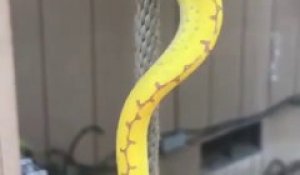 Ce serpent a une technique incroyable pour grimper à la corde