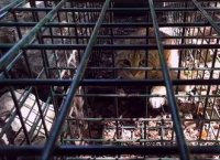 Le «chat-renard», est une nouvelle espèce de félin recensée et découverte en Corse.
