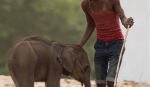 Ce photographe dénonce les pratiques d'un parc animalier en Inde, utilisant les éléphants comme attractions touristiques !