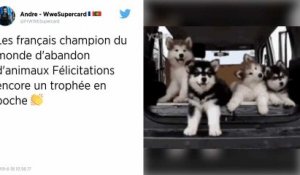 Les Français, champions d’Europe des abandons d’animaux, selon 30 Millions d’amis