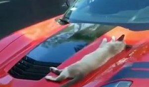 Il réveille un chat qui dort sur une voiture... Réaction hilarante
