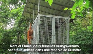 Indonésie: des orangs-outans remis en liberté