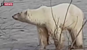 Russie : Un ours blanc affamé aperçu a 800 km de son habitat