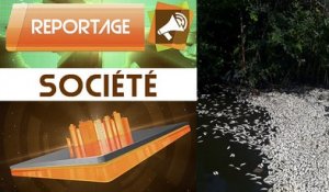 Reportage : Des poissons d'origine douteuse à Abidjan