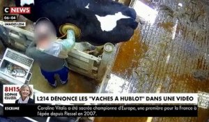 Sarthe : Les images horribles de "vaches à hublot" avec un trou sur le flan de 15 cm de diamètre pour accéder à leur estomac