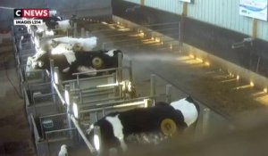 Vaches à hublot : L214 publie une nouvelle vidéo choc