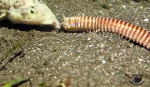 Cet animal cauchemardesque avale un poisson vivant : ver Bobbit Worm!!!!