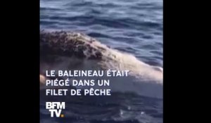 Cette baleine est morte en tentant de sauver son enfant