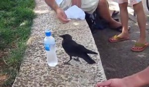 Ce corbeau très intelligent demande à boire