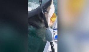 Des pêcheurs rencontrent un requin blanc de 5 mètres - New Jersey