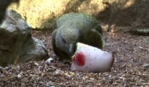 Des douches pour les rhinos, des glaces pour les perroquets… Comment le zoo de Beauval rafraîchit ses animaux en pleine canicule