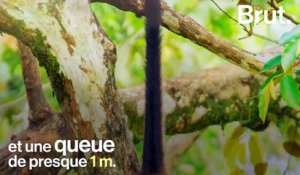 Le singe-araignée, l'acrobate des forêts d'Amérique du Sud