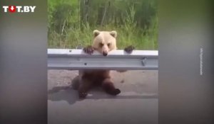 Un russe croise un ourson seul au bord de la route !