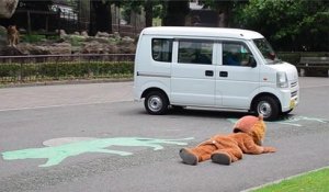 Un zoo japonais a réalisé un exercice d'urgence avec un faux lion, sous le regard des vrais lions