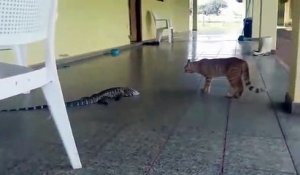 Un chat se retrouve face à un gros lézard... Peur de sa vie