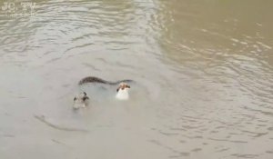 Des chiens intrépides poursuivent un anaconda dans l'eau