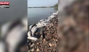 Canicule : Des milliers de poissons retrouvés morts dans le Bolmon (vidéo)