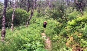 Des randonneurs croisent la route d'un grizzly