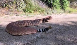 La taille de ce serpent à sonnette est impressionnante (Orange County, CA)