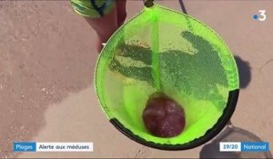 Corse : les méduses envahissent les plages