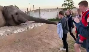 Ne pas s'approcher trop près d'un éléphant