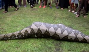 Des habitants d'une ville en Inde trouvent un python de 6m en pleine digestion