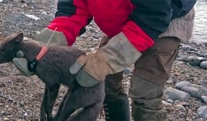 Un renard polaire a parcouru 3 500 km en 76 jours et impressionne les scientifiques