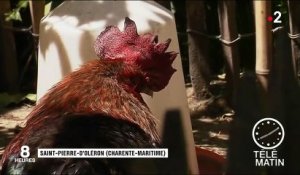 Charente-Maritime : Maurice le coq jugé pour son chant